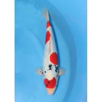 KGE.129 DOITSU MARUTEN SHOWA